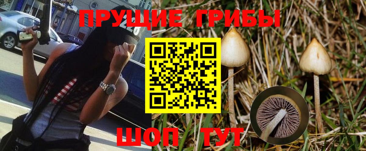 Павловский Посад  Галлюциногенные грибы прущие грибы  Вход с VPN  Псилоцибиновые грибы Psilocybine cubensis 